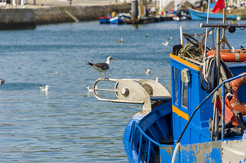 projet-port-de-peche